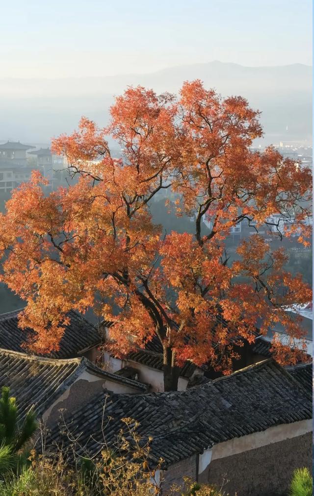 在大理,这个落叶像雪的季节