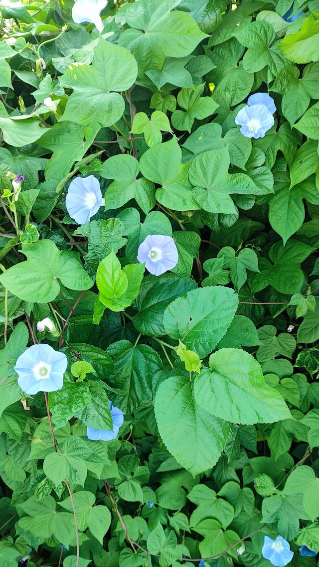 牵牛花的寓意与象征