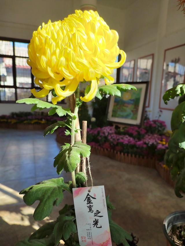 甘州府城菊花飘香