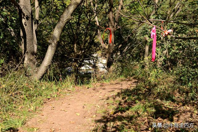 延庆应梦寺（五）：山巅极目收千嶂，林海听风涤尘心