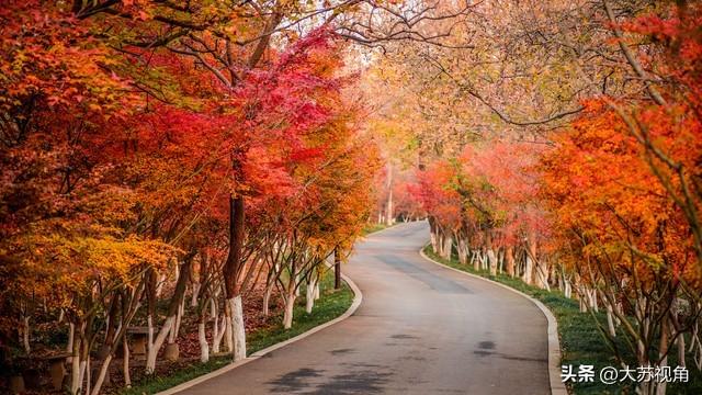央视都报道了！南京栖霞山红叶美到出圈，出片率100%