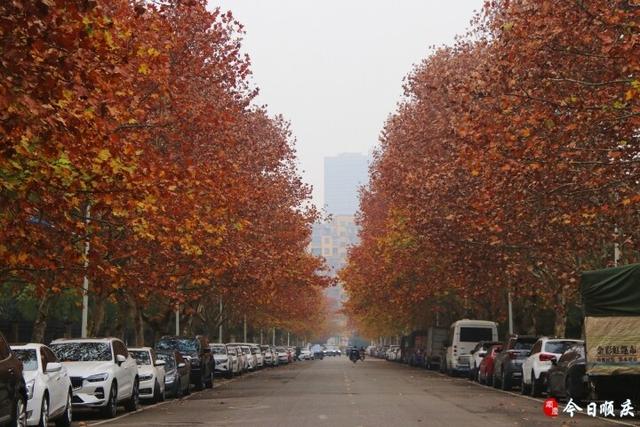 金光满枝！三元路梧桐大道美成油画