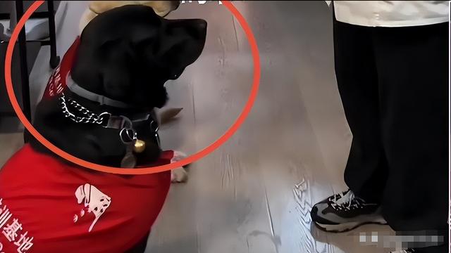 带导盲犬爬泰山的夫妻被网友批评，导盲犬芬迪看着非常累