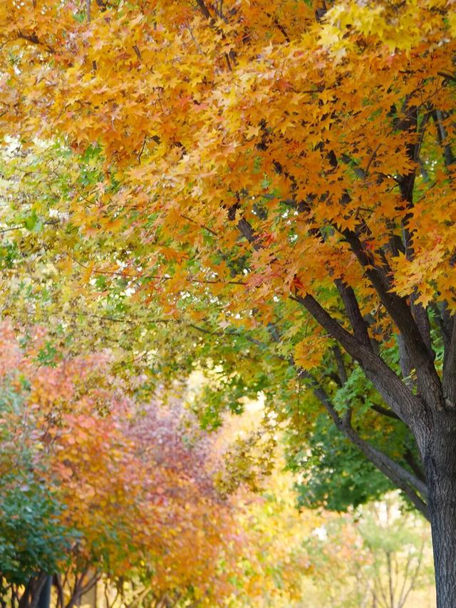 在顺义这些宝藏公园邂逅斑斓秋景——