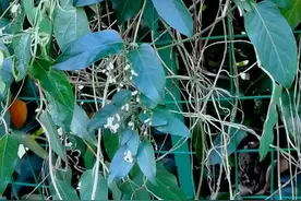 鸡屎藤，孩子的“消积菜”图片