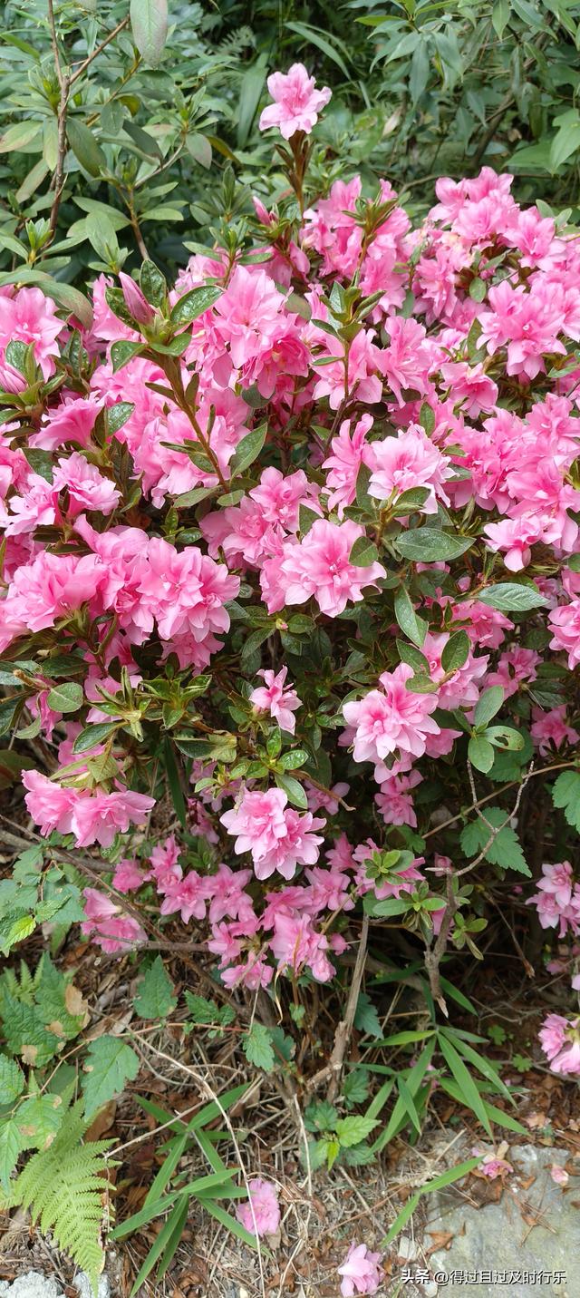 庐山游记-01来庐山，心悠然