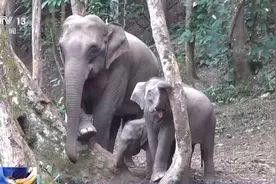 “顽皮”不洗澡！原来小象也有烦恼图片