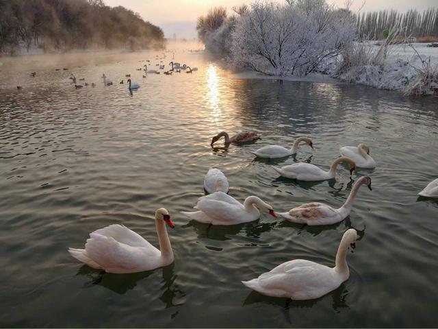 伊宁天鹅泉湿地公园：冬日里的生态诗画