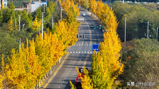 暖阳斜洒，“杏”好有你