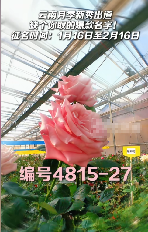 贺娇龙去世仅8天	，令人担心的事还是发生了，于适	、吴京受牵连