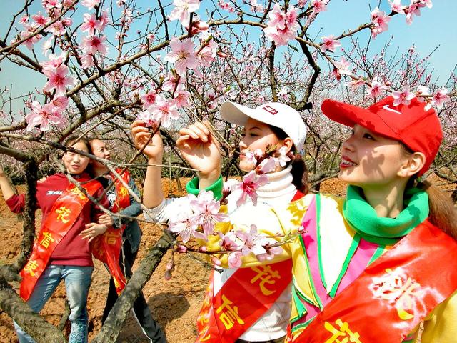 湖北宜昌：最早赏桃花的三个景区，枝江百里桃花园堪称桃花之王