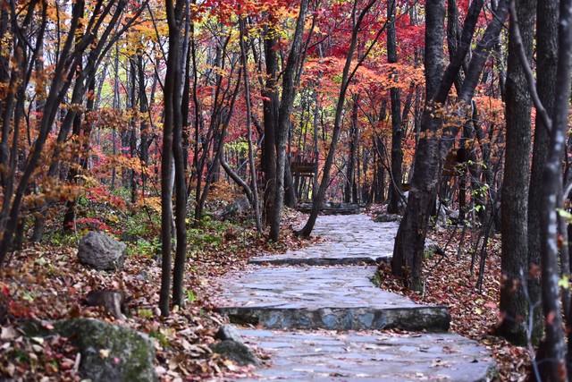 别老盯着南方枫叶乌桕，东北这地方也有你苦寻的秋色美！