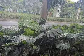 广东遍地都是龟背竹，长在绿化带里，千万不要去挖，市政栽的图片