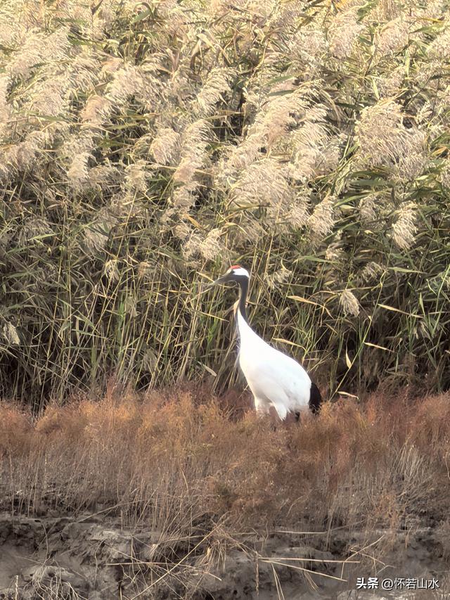 2025辽宁赏秋之旅日记(6)——到辽河口中国最北海岸线看日出 观鸟