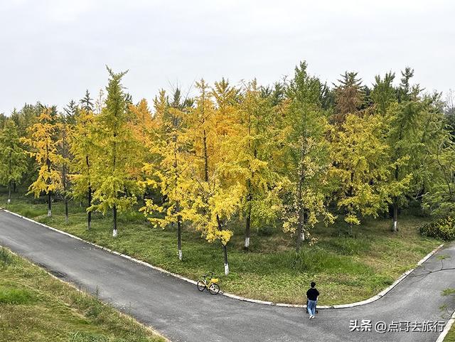 成都市区最大银杏林，金黄如海超壮观，不要门票，地铁公交直达！