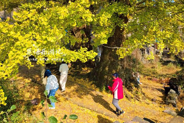 宁波这两棵千年银杏美如诗画，最近的境况却让人大吃一惊，很可惜