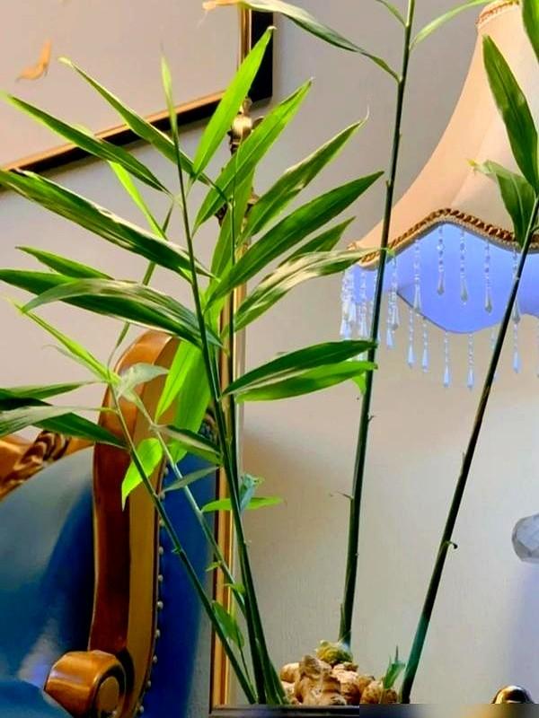 北京一姑娘“把生姜当绿植”养在客厅走红，网友：好美，好高级