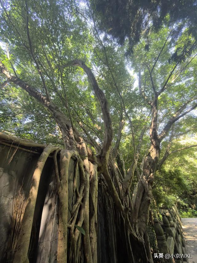 白云山首条森林康养径