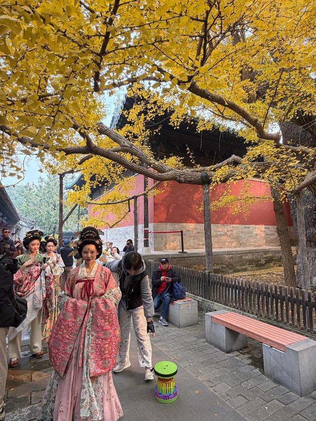 甘撒金缕苒秋寰