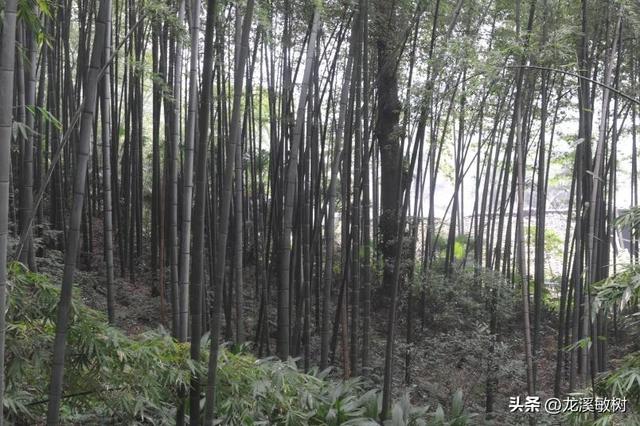 戴维抵达四川雅安宝兴县邓池沟，开始对这里的动植物进行调查