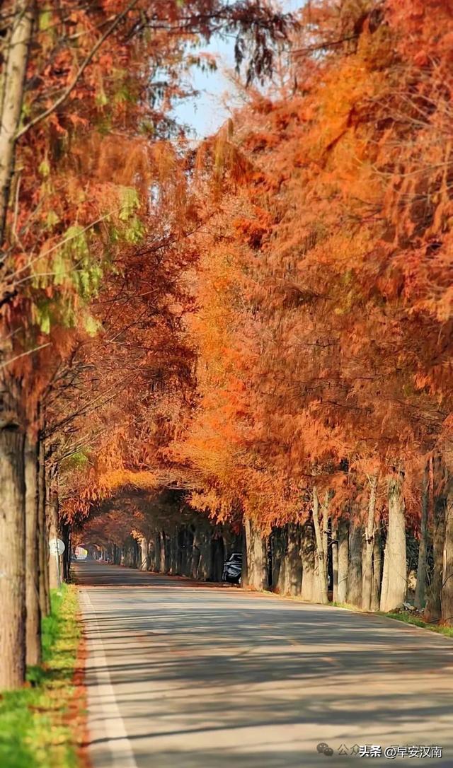 彻底火了，不是北欧是汉南！水杉隧道+落日，氛围感直接拉满！