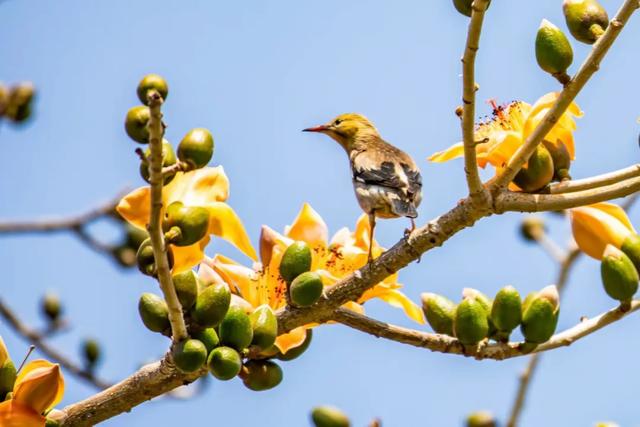 怀集的四季!带你回顾,带你深入