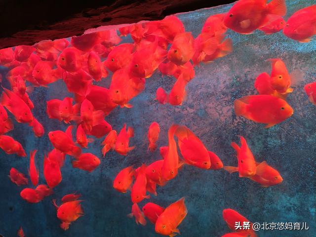 第一次去国家自然博物馆，水族馆和恐龙乐园是8岁孩子的最爱