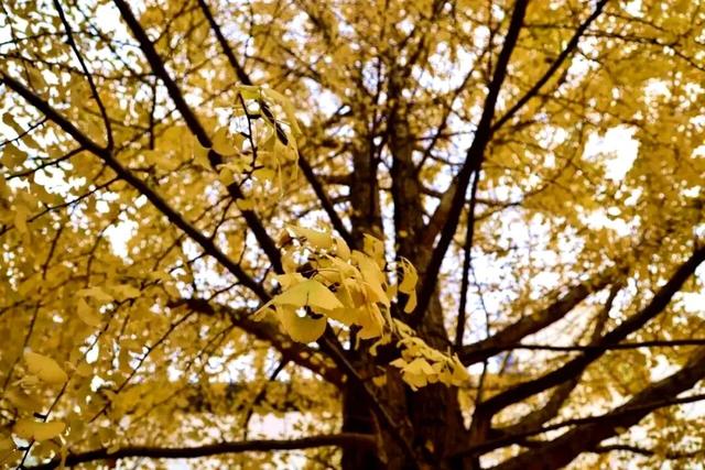 这3.7公里，是公安写给秋日的诗…