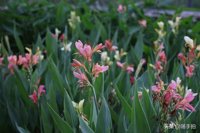 实拍江苏苏州昆山花桥梅浦河海绵城市公园，“会呼吸”的绿地