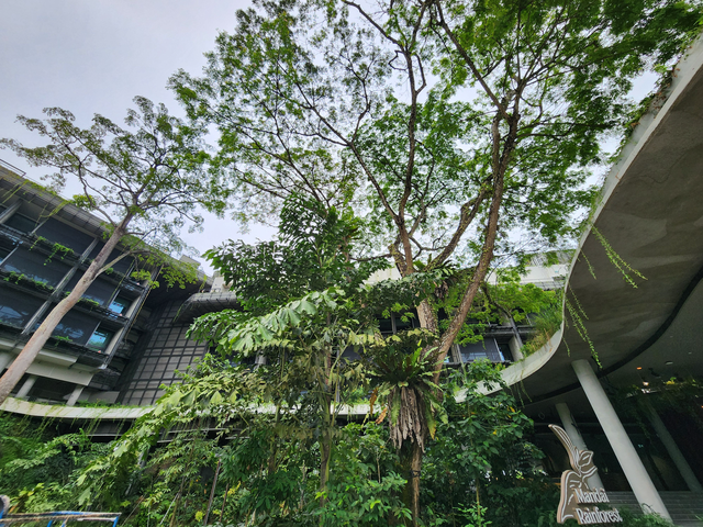 旅游媒体|狮城雨林见证悦榕百店里程碑|广州旅游媒体