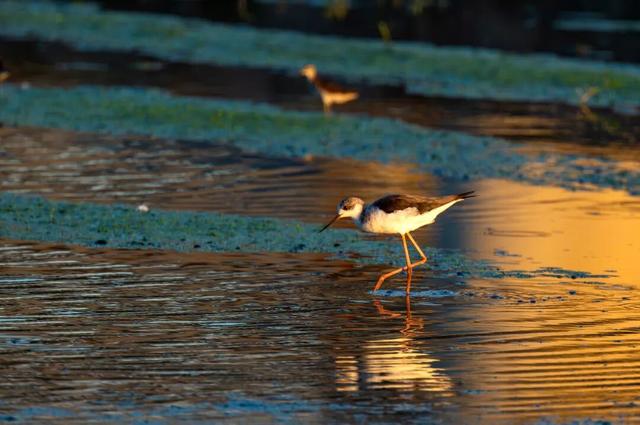 此时的太仓，美到心尖上！