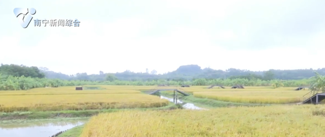 秋风稻浪，满目金黄！在南宁三江口，邂逅诗意秋天