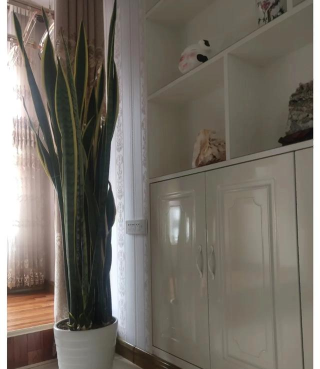 山东一大叔，因“卧室虎皮兰成树”而走红，那叫一个壮观，真治愈