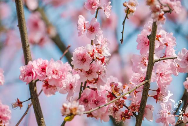 春天来了，你也该来一趟大渡口啦！