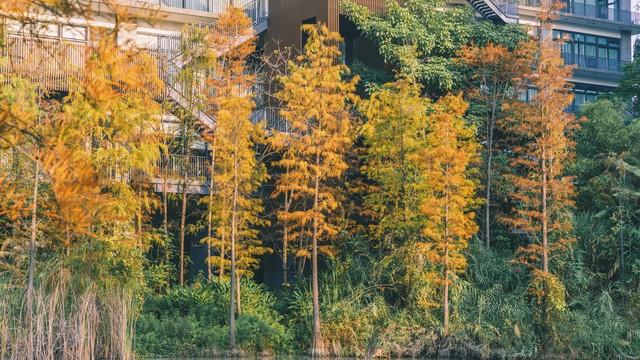 深圳这九个有落羽杉的地方，秋色美如画，接下来一天比一天美
