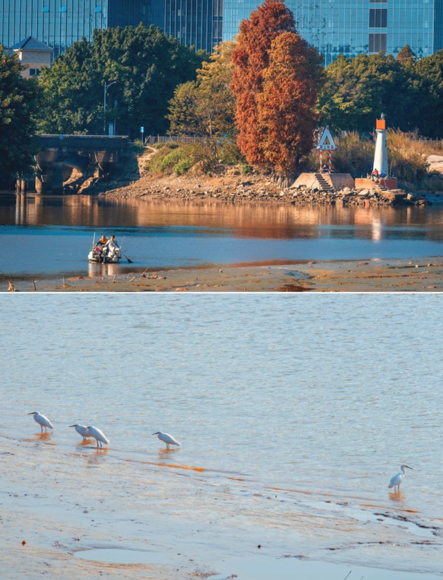 不想人挤人？番禺这些落羽杉小众观景点美成童话！