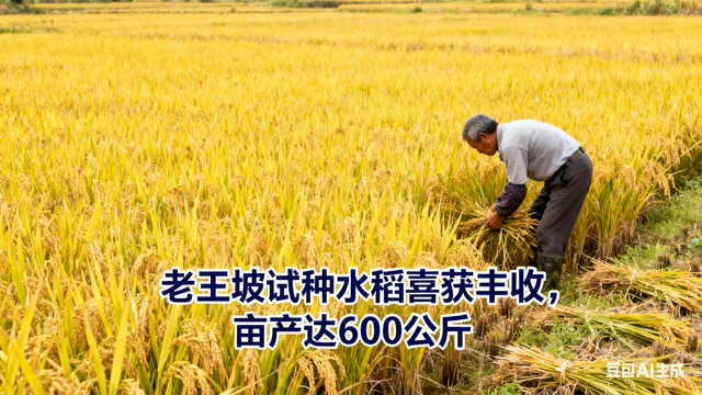 老王坡实现蝶变的密码是什么？