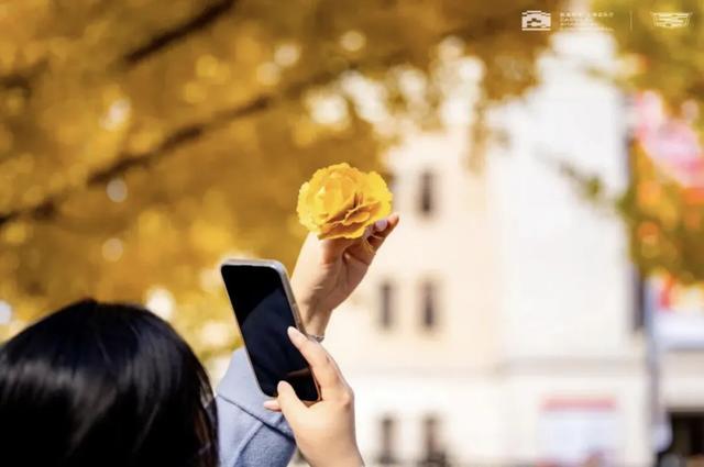 上海银杏浓度已达99%！这份含“金”量超高的浪漫别错过→