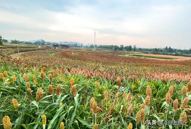 周末快冲！成都附近最大高粱梯田，红色浪漫超级壮观，公交车直达