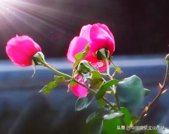 嘉州之秋：大佛与三江的秋日交响