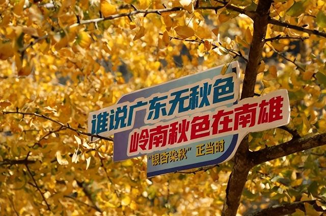 谁说广东没有秋天？这个“岭南银杏之乡”，轻松邂逅秋日浪漫