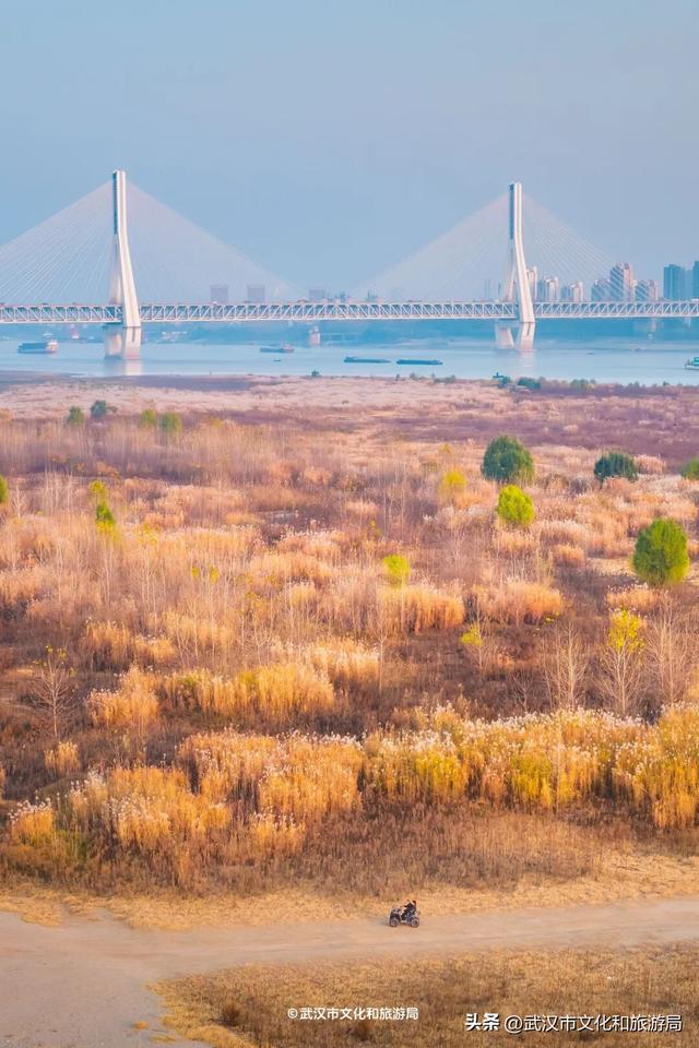 沙漠踏雪，只在武汉，最佳观赏期到了！