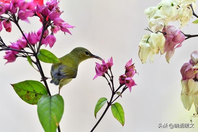 起落悲喜皆诗行，且行且惜绘人生