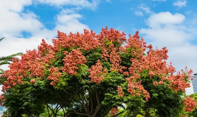 每天认识一种花—栾树