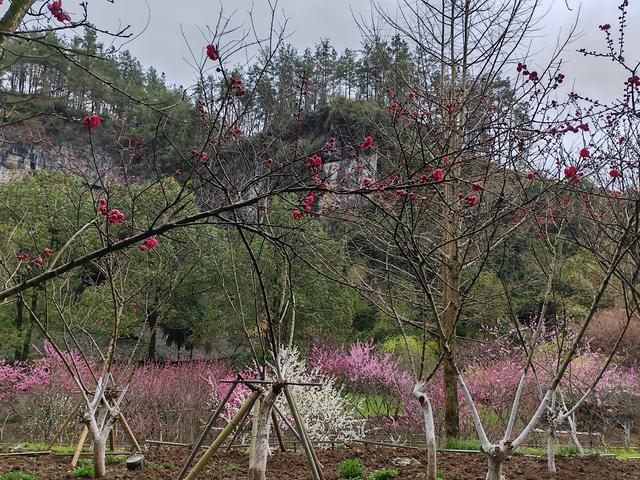 重庆酉阳桃花源，必须点赞！