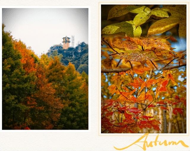 贵阳冬日最神秘的林场！绿野仙踪的尽头，竟藏着一个天空谜题。