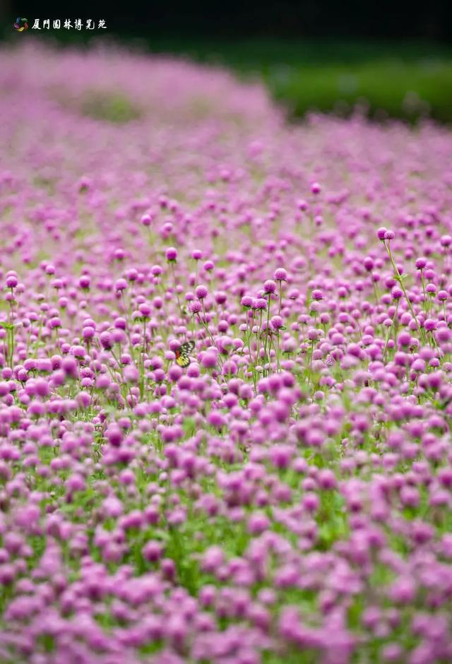 厦门秋季花海上新！红火焰、粉花海、黄金雨、橙灯笼……邂逅9月浪漫~