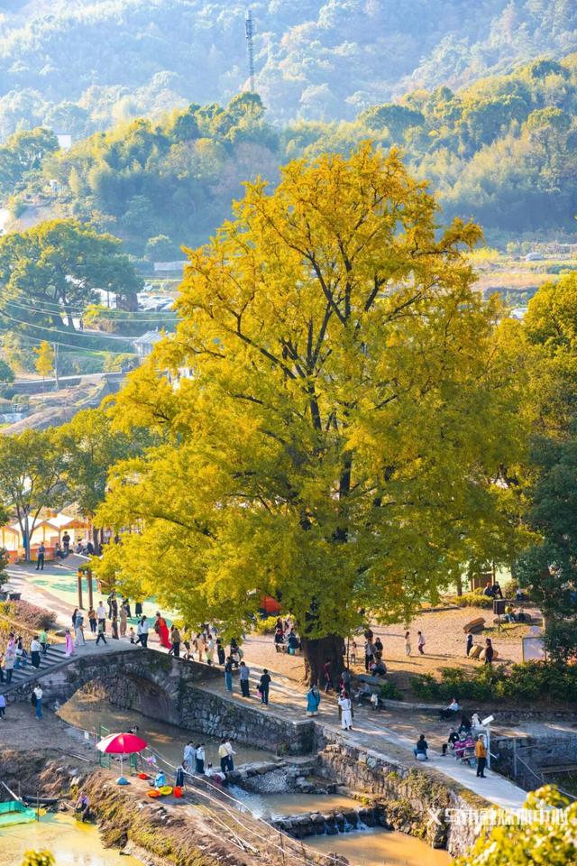 一天上万人涌入！义乌这个村，被省里看上了！