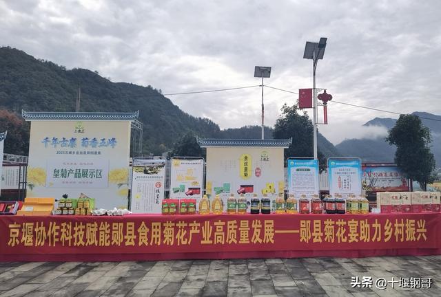 千年古麇，菊香五峰！十堰市郧阳区东峰村万亩菊花震撼盛开太美了