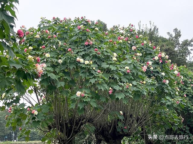 成都市区最美芙蓉花，王者风范，植物迷宫更是惊艳，不要门票！